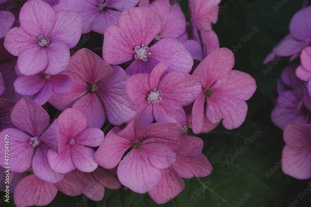 Flores rosas