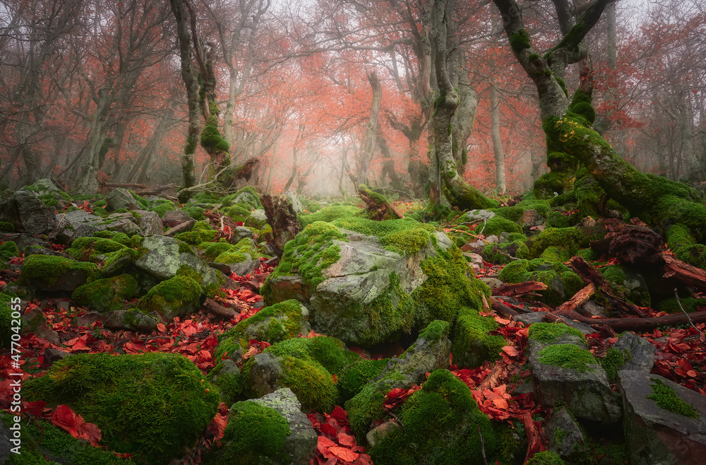 Φωτογραφία Precioso paisaje otoñal con niebla y colores rojos, en el Hayedo de la Pedrosa,