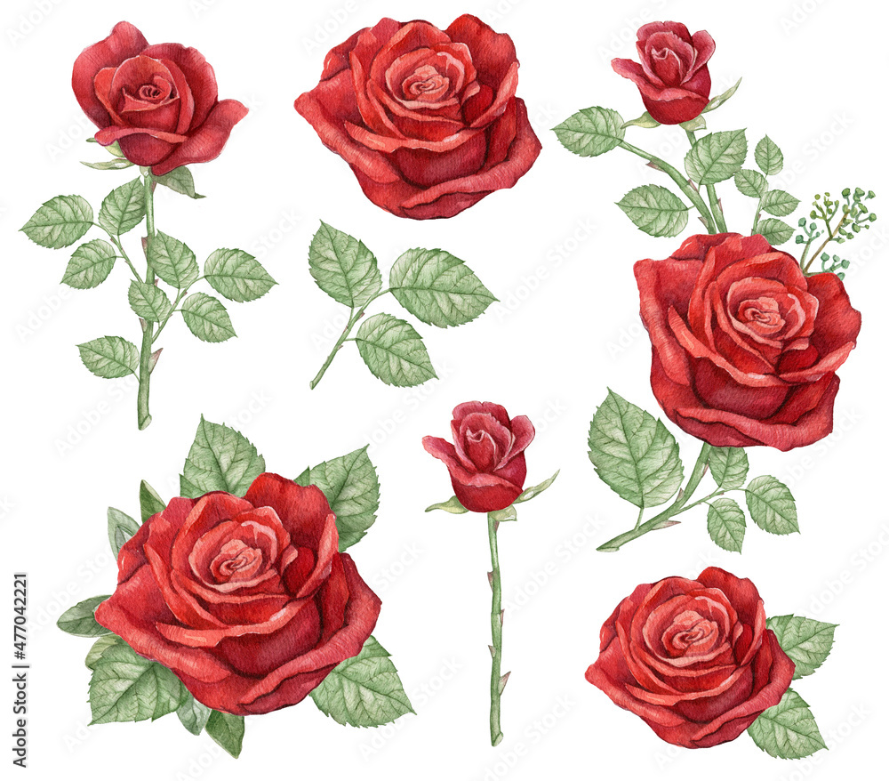 Watercolor dark red rose branch collection, burgundy rose flower, wedding arragement, bridal shower element,Vintage realistic botanical rose Watercolor dark red rose branch collection, burgundy rose flower, wedding arragement, bridal shower element,Vintage realistic botanical rose