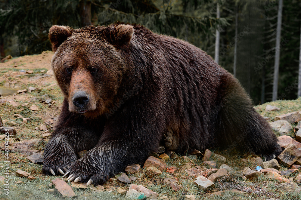 Fototapeta premium Young brown bear in the Carpathian forests of Ukraine.