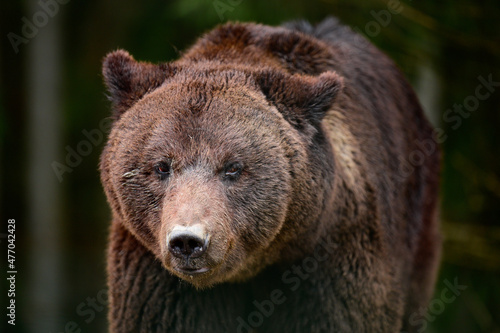 A large brown bear walks through the woods in search of food after hibernation. © Niko_Dali