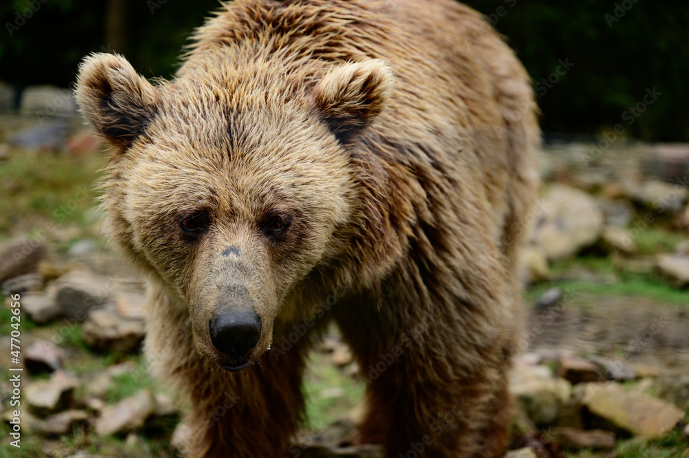 Obraz premium Natural National Park of Ukraine Synevyrska Polyana and its inhabitants are brown bears.