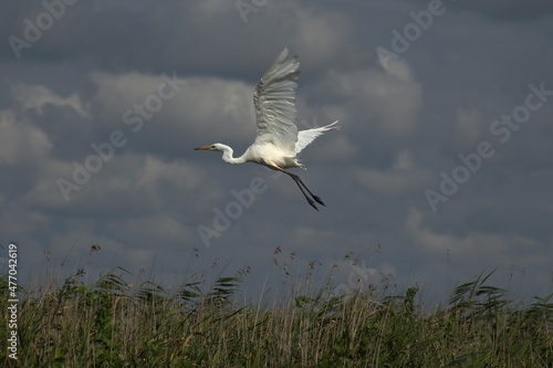 white heron flying above the canes © Przemyslaw