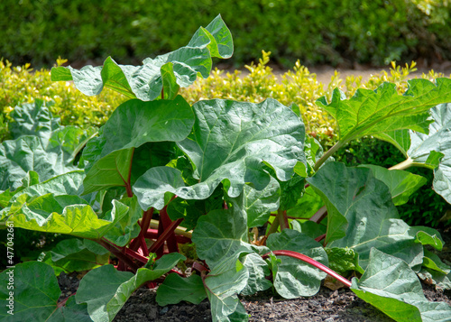 Photography Lettuce growing in vegetable garden in English Garden in Garten der Welt Marzahn