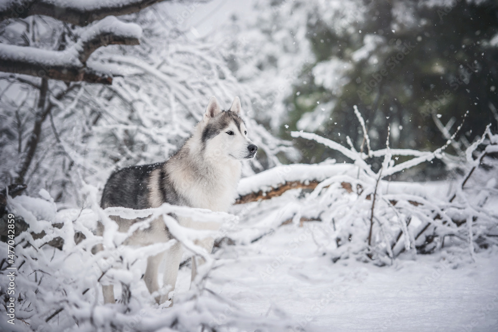 beautiful siberian husky male in a winter snowy forest beautiful siberian husky male in a winter snowy forest