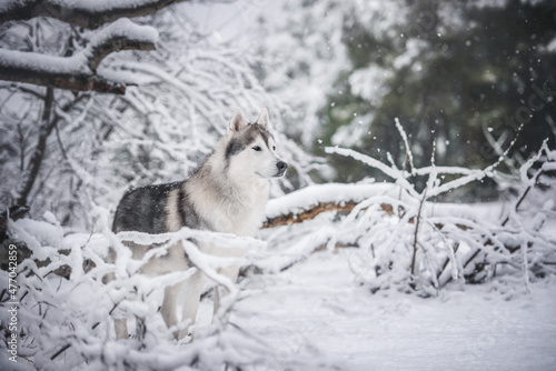 beautiful siberian husky male in a winter snowy forest © Anna Darahan
