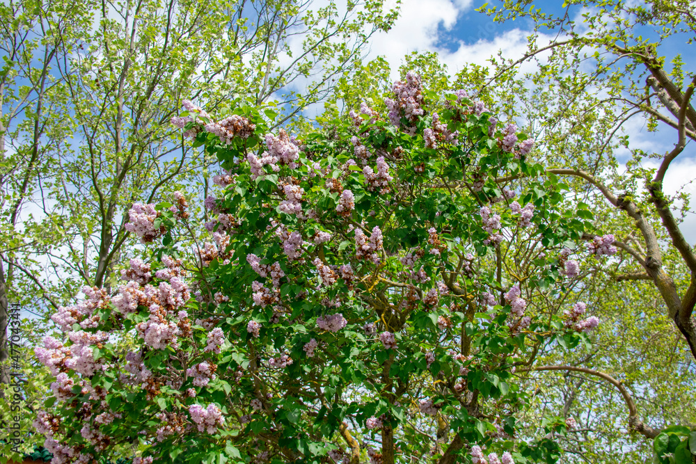 Landscape of Syringa vulgaris common lilac at Garten der Welt Marzahn Berlin Germany