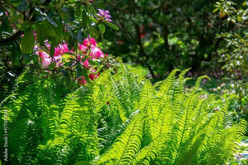 Landscape of Ostrich fern Matteuccia struthiopteris at Garten der Welt Marzahn Berlin Germany