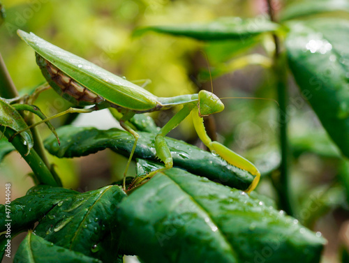 Praying mantis on green rose leaves, close up