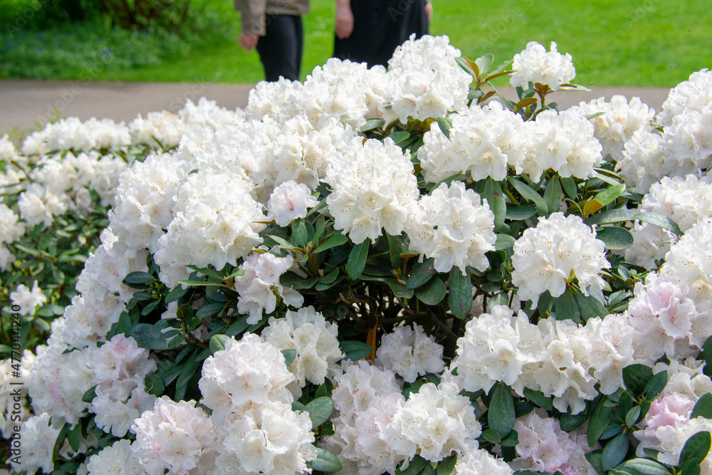 Φωτογραφία Landscape of Rhododendron simsii azaleas at Garten der Welt Marzahn Berlin Germa