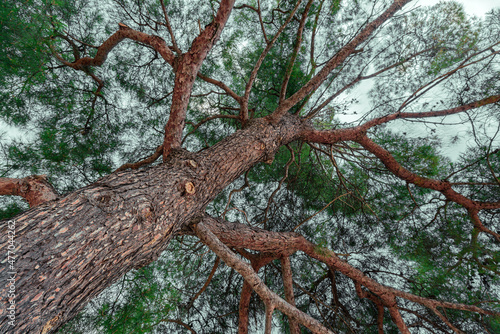 European red pine (Pinus sylvestris) photo