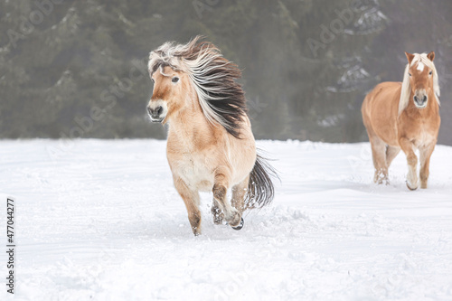 Foto A norwegian fjord horse and a haflinger pony having fun on a winter paddock