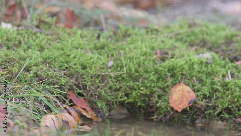 Garden Birds. Robin Erithacus rubecula in the wild. Songbird close up. A A bird in the autumn forest drinks water and flies away. Garden Birds. Robin Erithacus rubecula in the wild. Songbird close up. A A bird in the autumn forest drinks water and flies away.