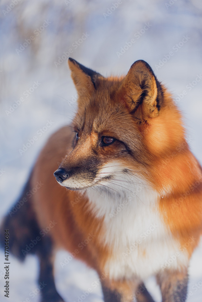 Obraz premium Red fox in winter in Russia