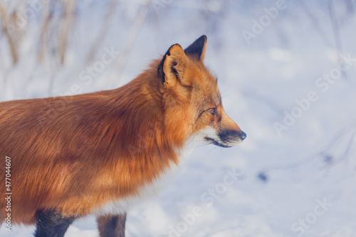 Red fox in winter in Russia