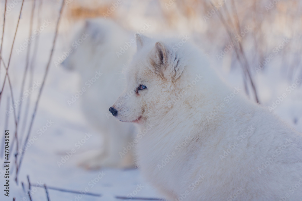 Obraz premium Arctic fox in winter in Russia, portrait