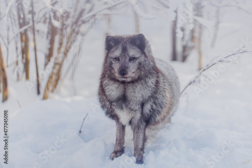 Arctic fox in winter in Russia, portrait © pushkareva_daria