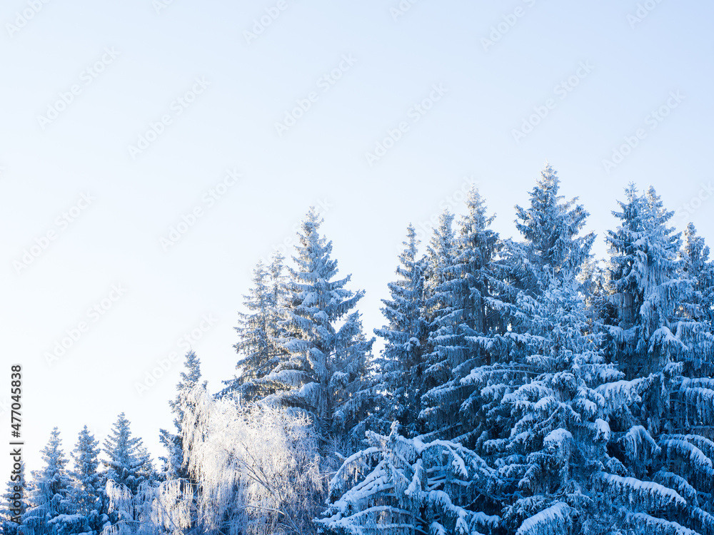Winter forest on a frosty day, trees covered with snow