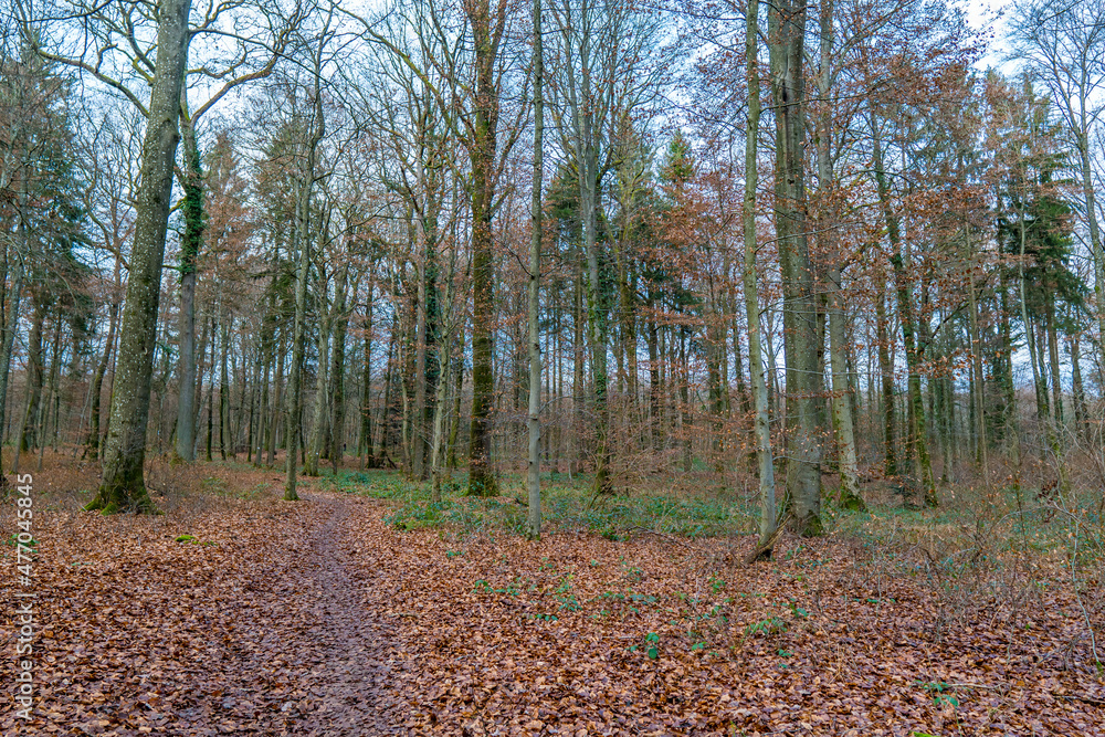 Trees with fallen leaves inside a forest in autumn in Luxembourg Trees with fallen leaves inside a forest in autumn in Luxembourg