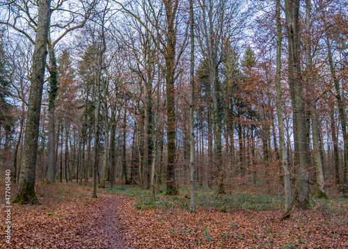 A path and trees with fallen leaves inside a forest in autumn in Strassen, Luxembourg