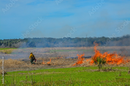 In Myakka River State Park, controlled burning reduces the risk of wildfires, from thick overgrowth at Sarasota, Sarasota County, Florida photo