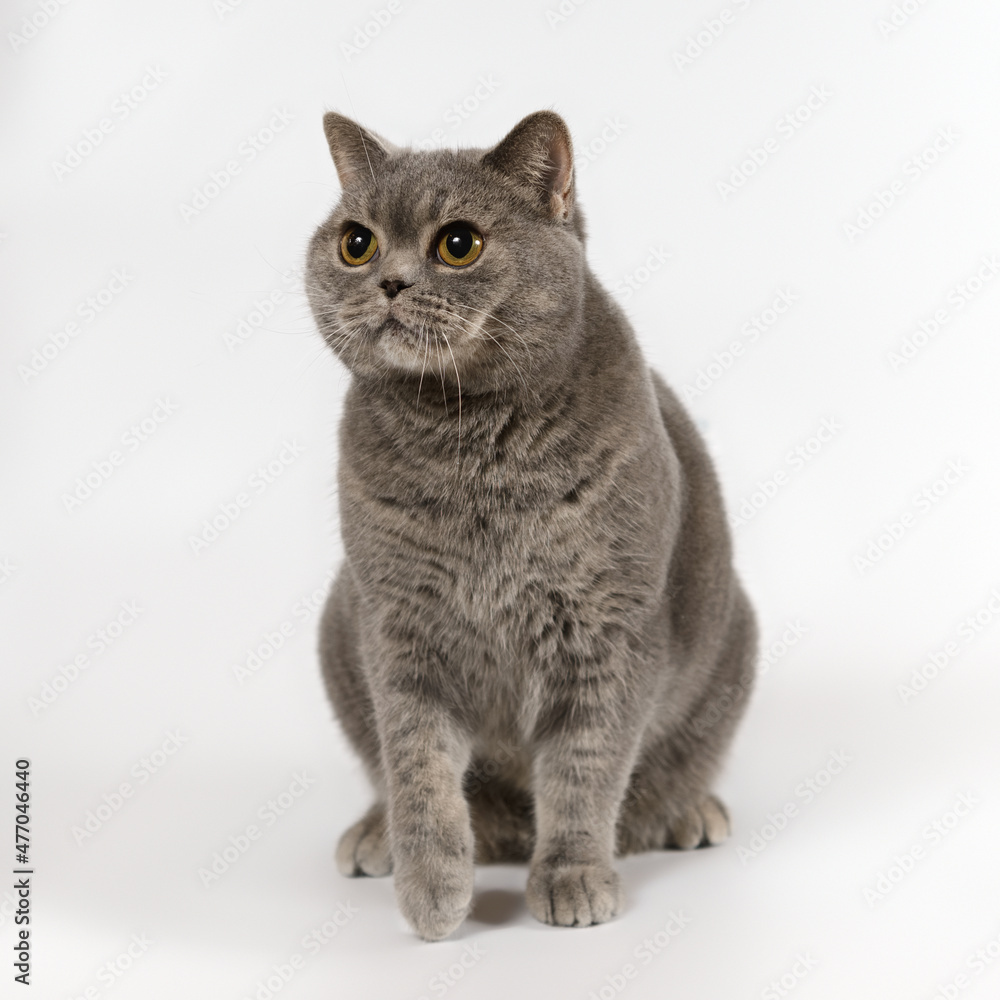 British shorthair adult cat on the studio background