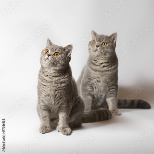 Two british shorthair adult cats on the studio background