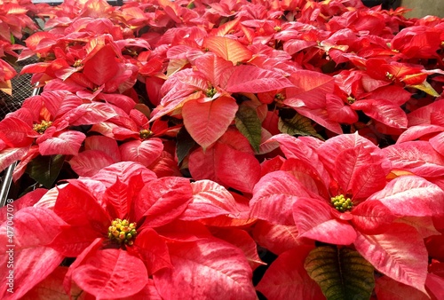 pink, poinsettias, greenhouse, winter greenhouse, Christmas, Christmas gift, New Year, New Years gift, winter, Seasons Greetings, Christmas background