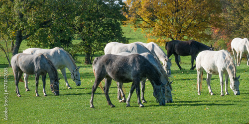 Lipizzan horses on a meadow © EDolzan photography