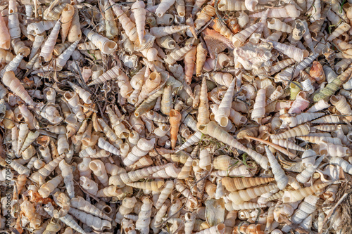 Tiny seashell graveyard beach - texture