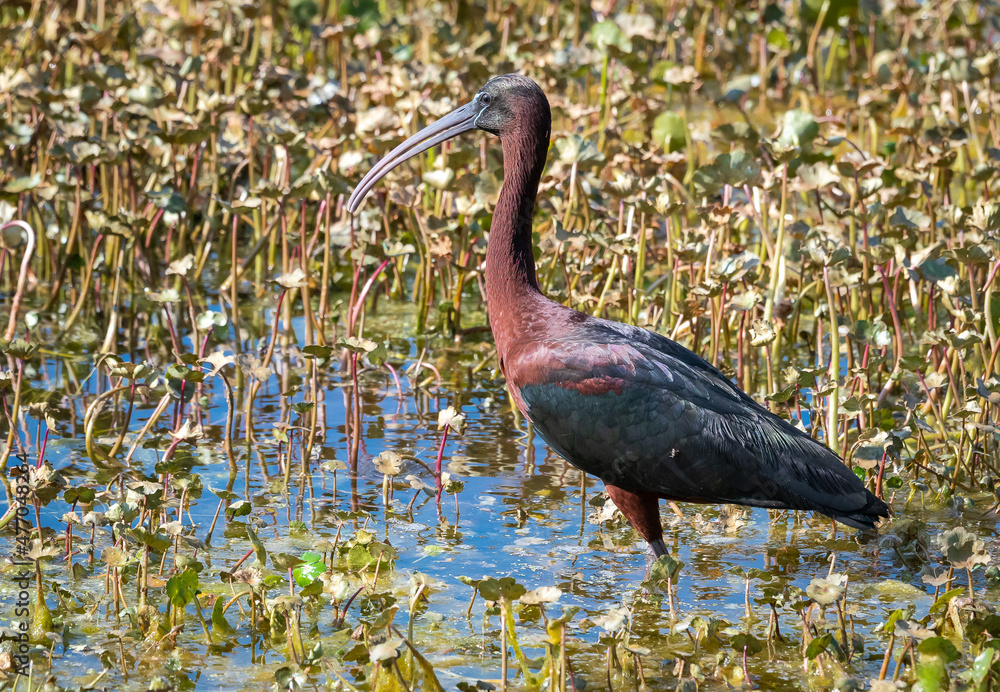 Φωτογραφία Glossy Ibis fishing in lake at Sweetwater wetland wildlife refuge in Gainesville Florida