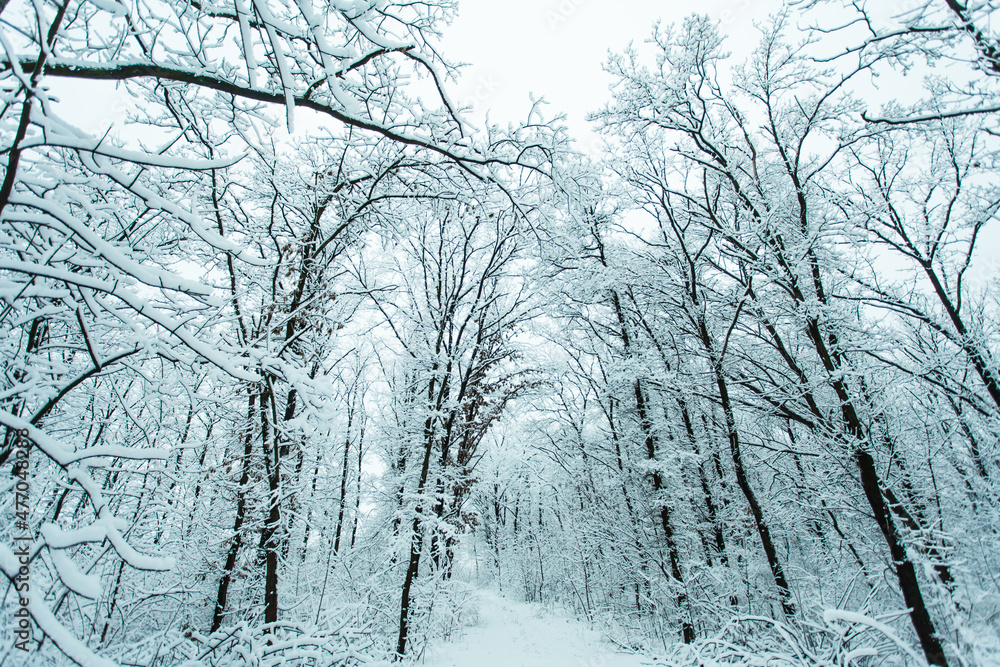 Winter forest with trees covered snow. Snowy road. Winter travel concept. Winter forest with trees covered snow. Snowy road. Winter travel concept.
