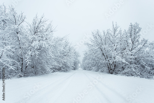 Winter forest with trees covered snow. Snowy road. Winter travel concept. Copy space. © Maxim
