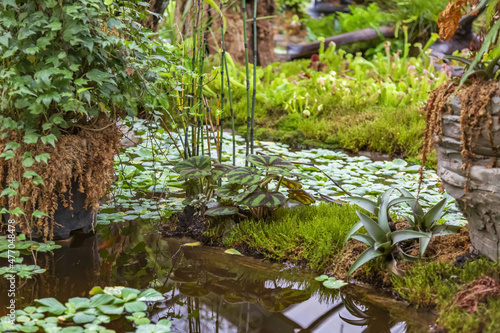 Idea for decorating an evergreen garden or backyard with exotic tropical plants