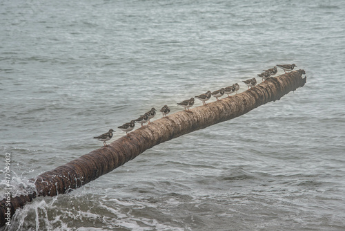 Sandpipers on a palm tree trunk, Cahuita National Park, Costa Rica © raquelm.