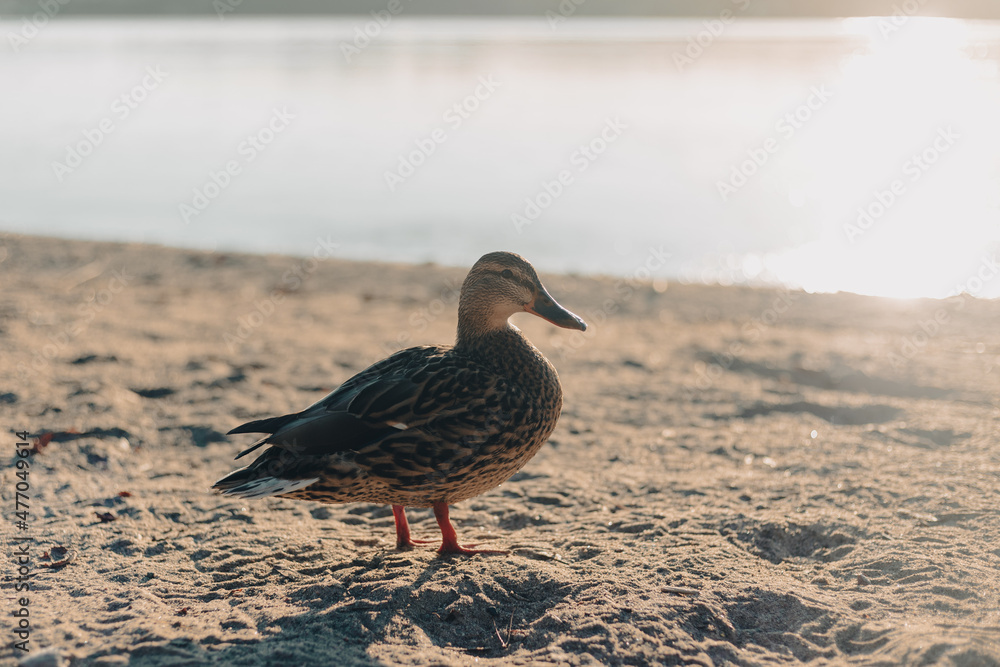 Soft focus view of a backlit female mallard duck on a sandy beach Soft focus view of a backlit female mallard duck on a sandy beach