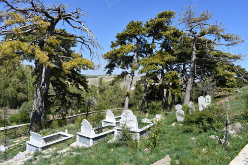 Muslim cemetery with trees