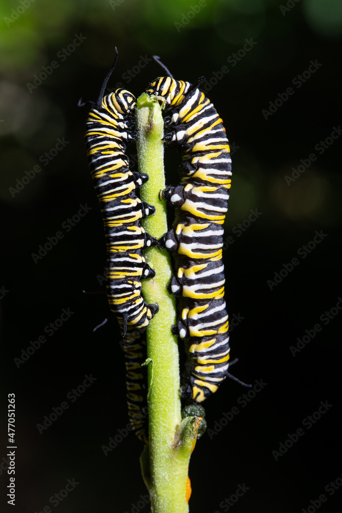 Two monarch caterpillars chewing on a stem of a swan plant