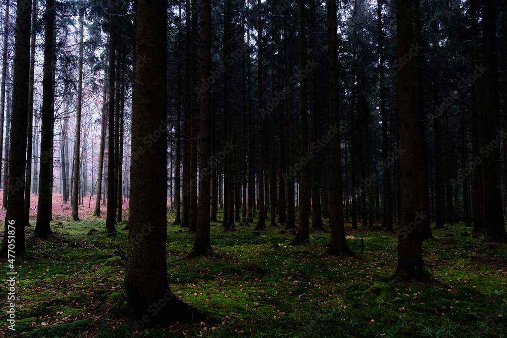 Fototapeta premium cold forest in winter