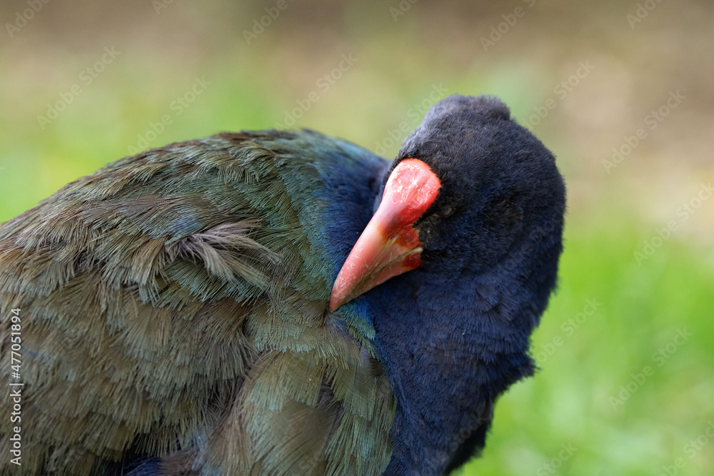 Closeup of an endangered Takahe bird in New Zealand pruning and preening its feathers Closeup of an endangered Takahe bird in New Zealand pruning and preening its feathers