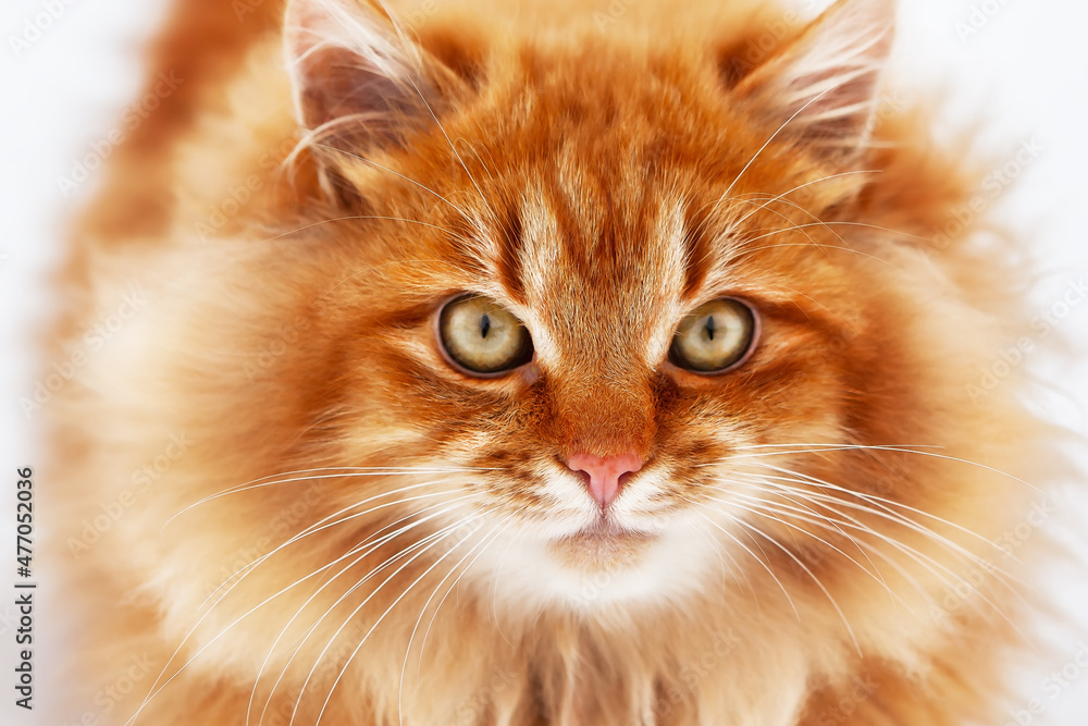Portrait of a red fluffy cat, with big eyes in winter.
