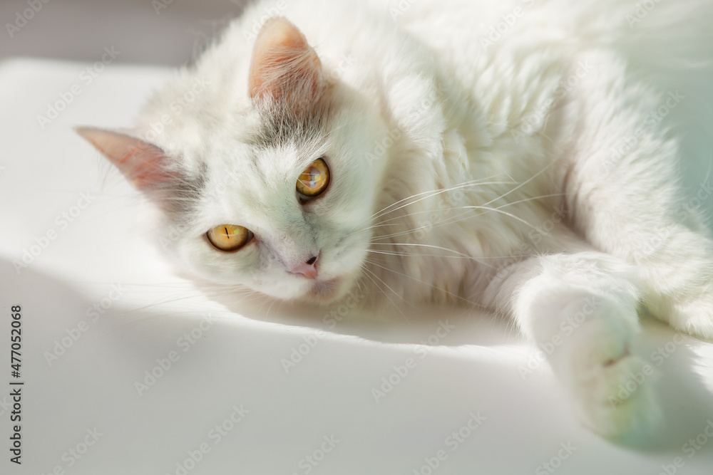 White cat with yellow eyes on a white background.