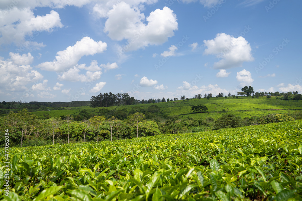 Tea fields, Uganda