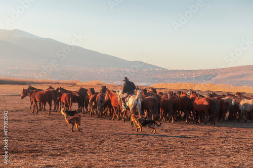 Horses running and kicking up dust with a shepherd on horse.  Dramatic landscape of wild horses  Yilki horses  running in dust with man cowboys