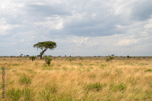 Landscape  Ishasha  Uganda