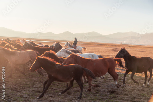 Horses running and kicking up dust with a shepherd on horse.  Dramatic landscape of wild horses  Yilki horses  running in dust with man cowboys