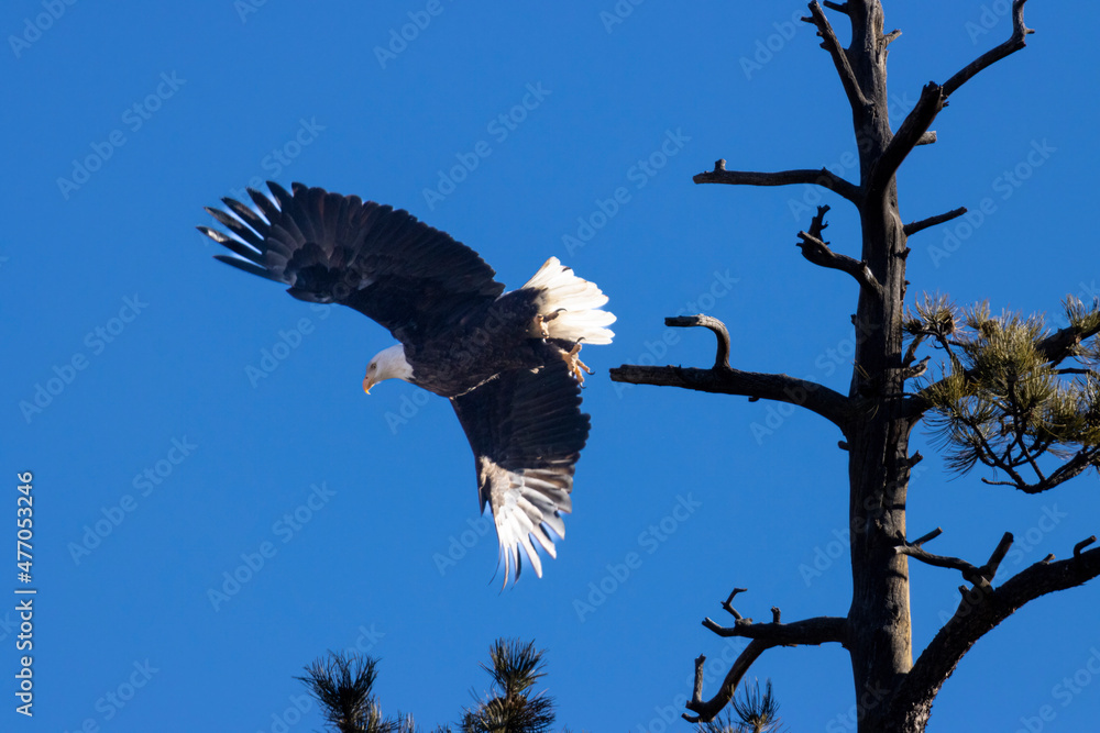 Obraz premium Bald Eagle Looking For Fish