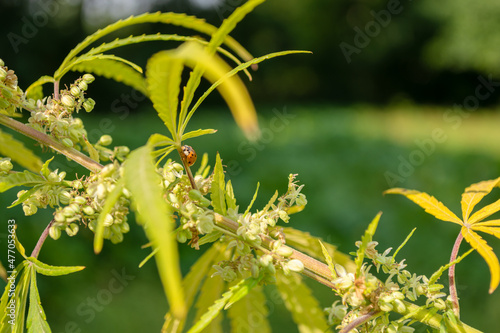 Ladybug on a green hemp stem with small flowers.