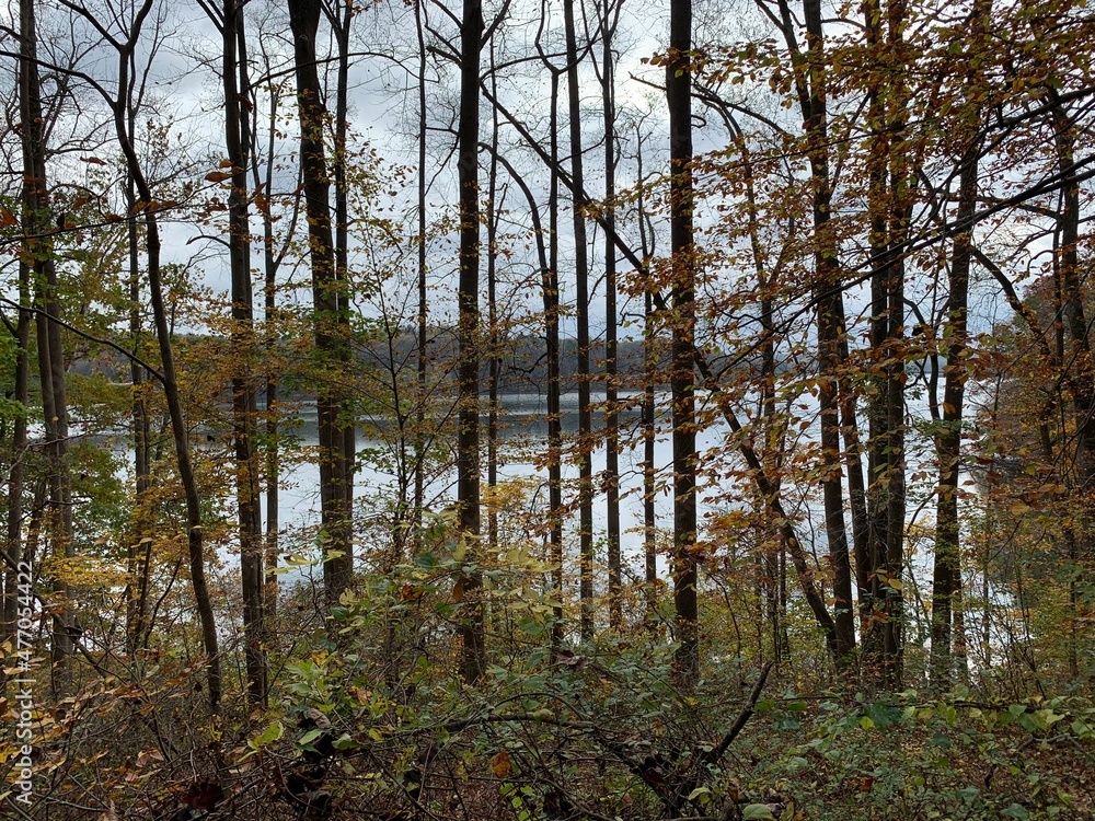 Trees in autumn with a backdrop of cloudy skies and water