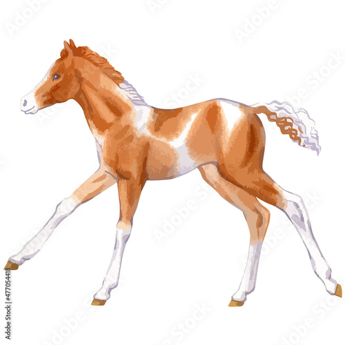 Vector watercolor illustration of running baby horse.